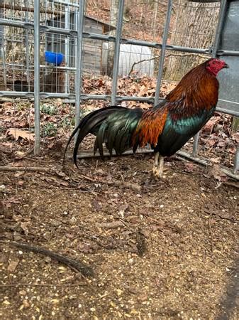 Game fowl for sale craigslist - Gamefowl Chickens. 9/15 · Southeast Gridley. $175. no image. gamefowl stag sale. 9/14 · galt. $80. no image. gamefowl stag sale.